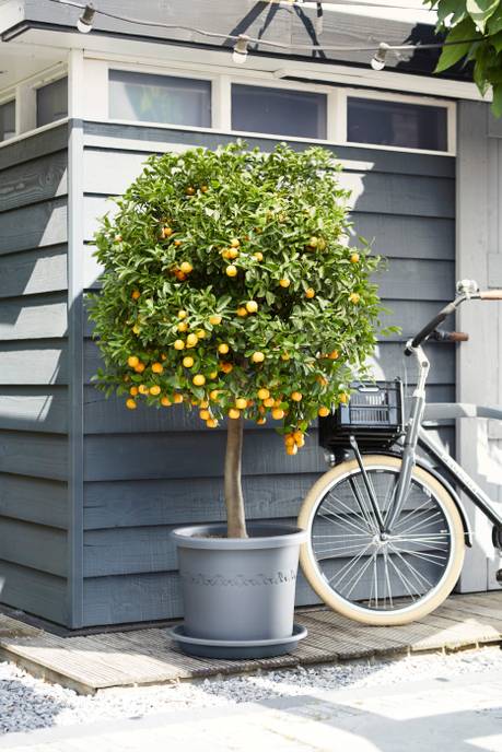 universal saucer round 27cm anthracite